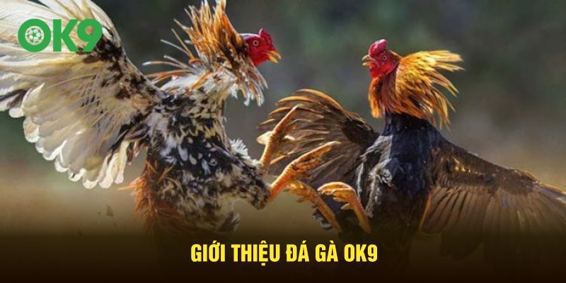 Giới thiệu đá gà OK9